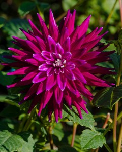 dahlia, dália, georgína, georgíny, dálie, hluza, hluzy, hluzy dalii, hluza georgin, hluza dalie, hluza georginy, hluzy georgin, cactus, kaktusovitá, kaktusová, purple gem